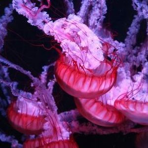 Meet your Posher, Sos